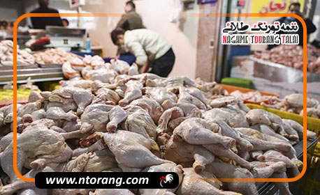 ثبات در بازار مرغ مازندران؛ قیمت مصوب ۱۳۵,۷۰۰ تومان است